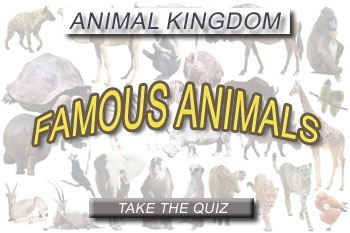 Take our fun quiz for famous animals