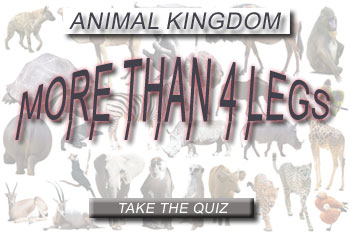 Take our fun quiz for more than 4 legs